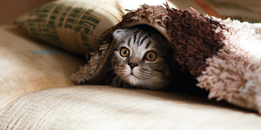 愛猫ちゃんと避難について考える