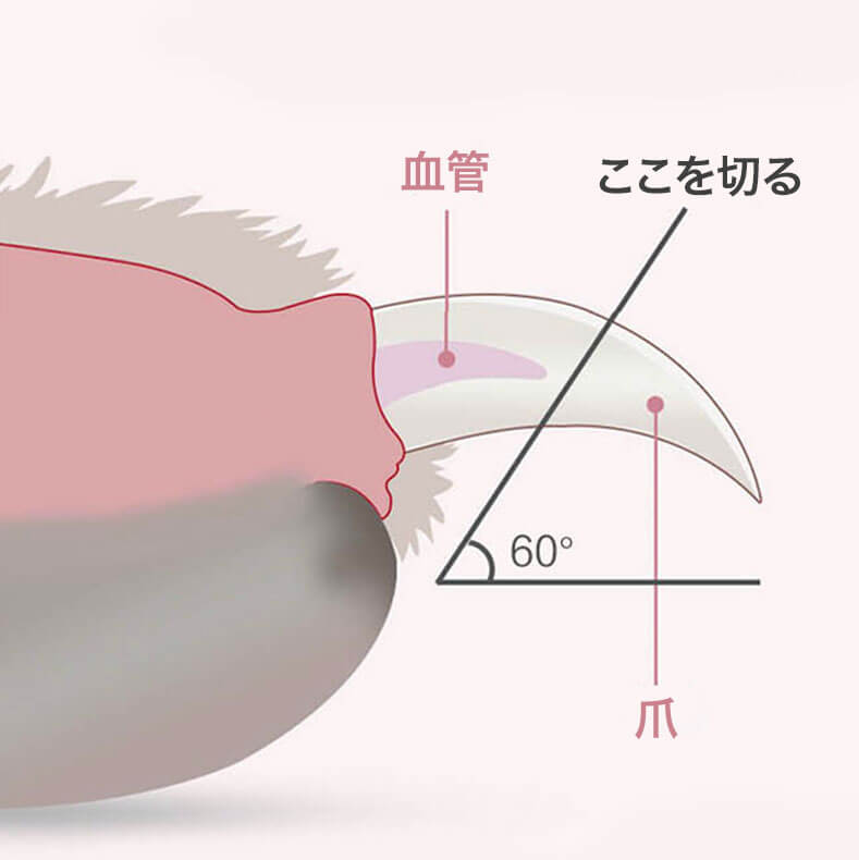 失敗しない!LED点灯爪切り
