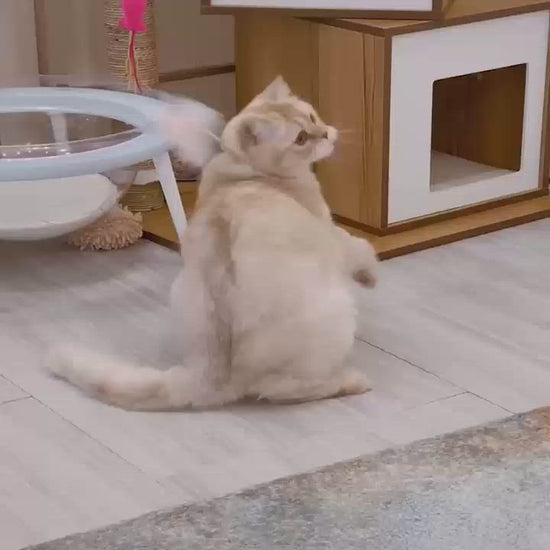 運動不足解消に;つけるだけでどこでも遊べる。運動不足を解消して猫ちゃんを健康に。